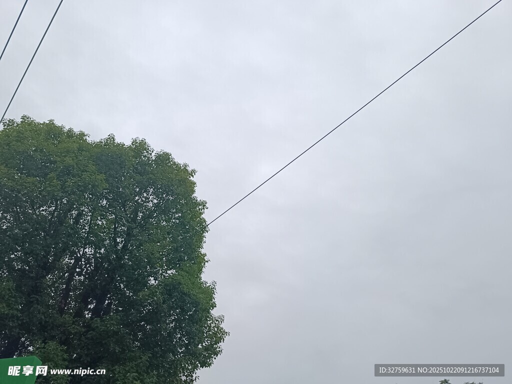 天空下的绿树与电线