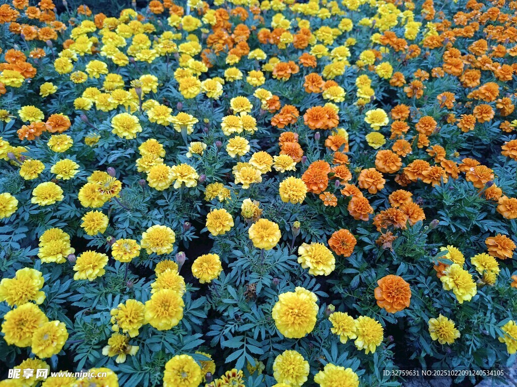 多彩花卉绽放的绚烂花田
