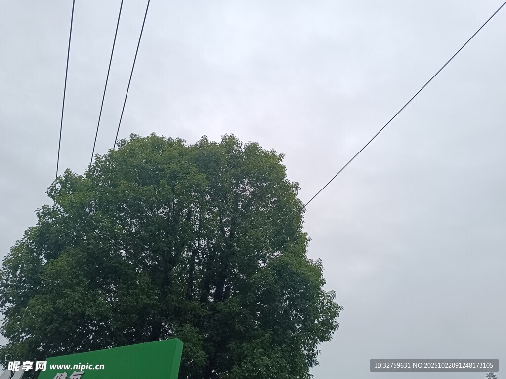 绿树上方的电线与标牌