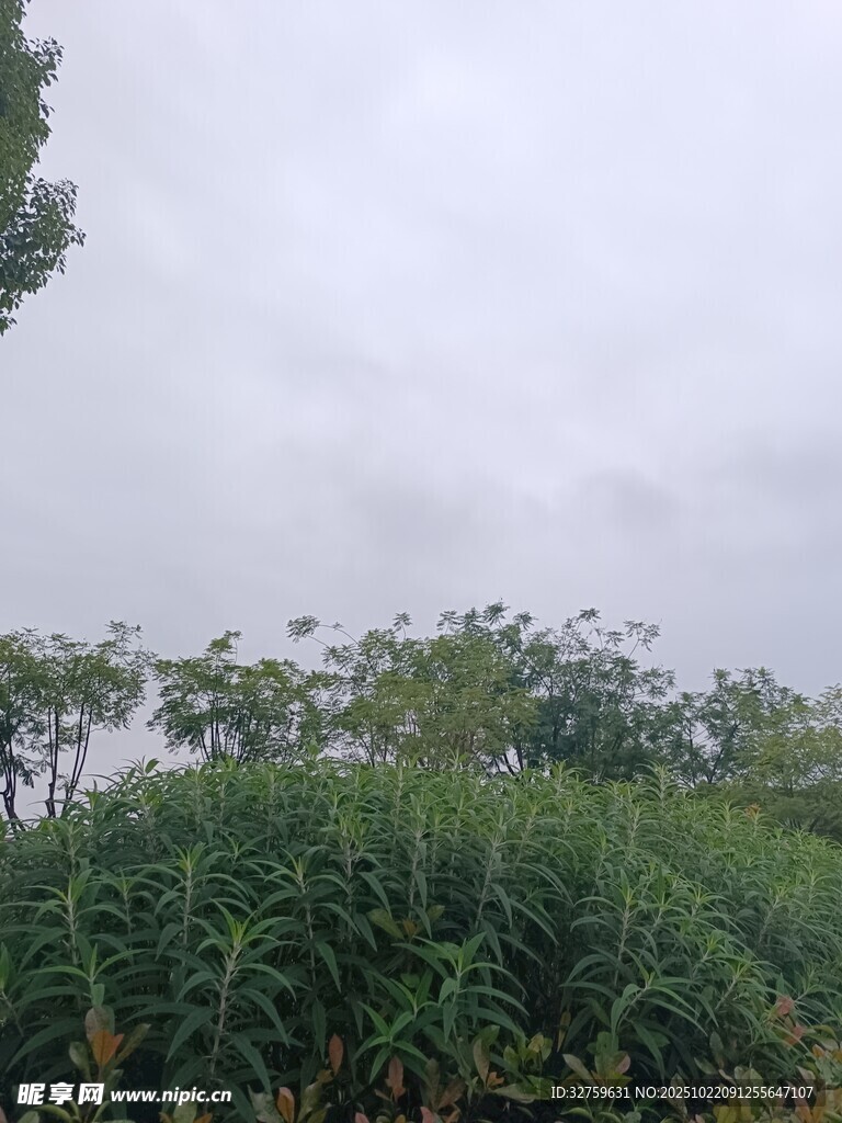 阴天中的绿植景观