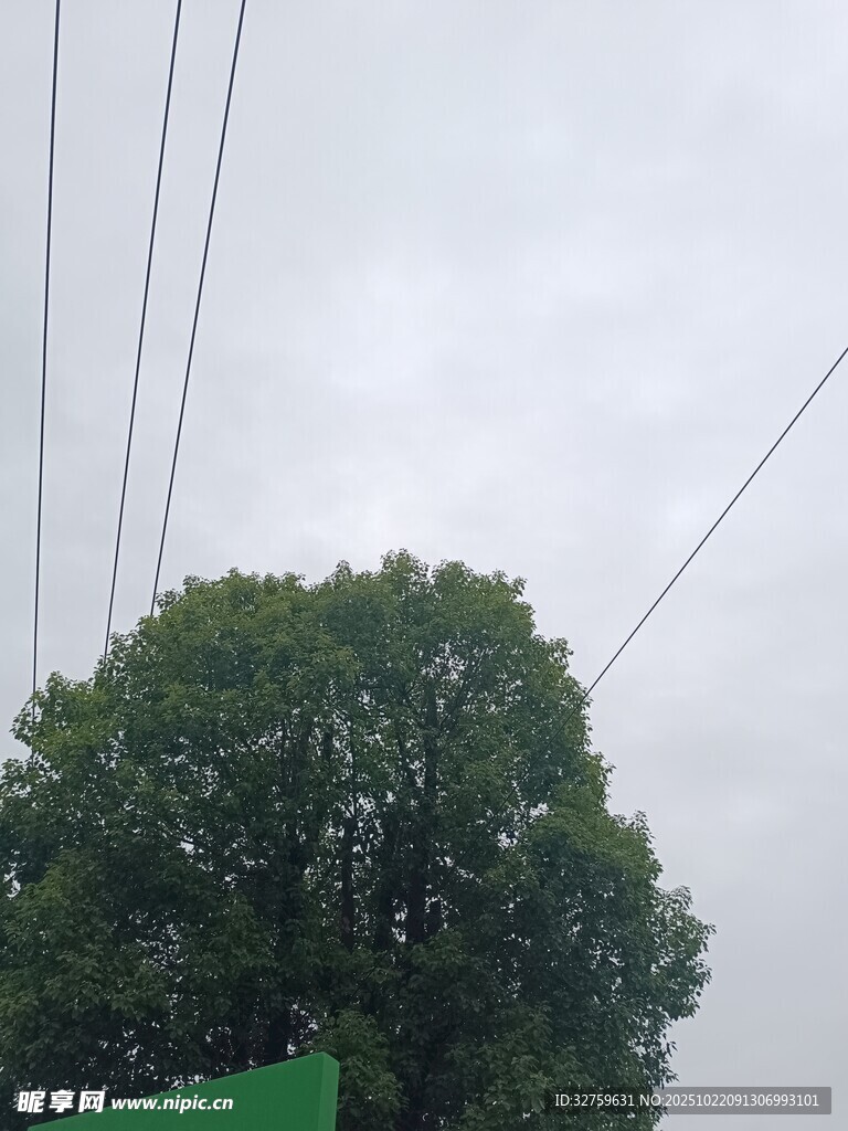 绿树上方交错的电线