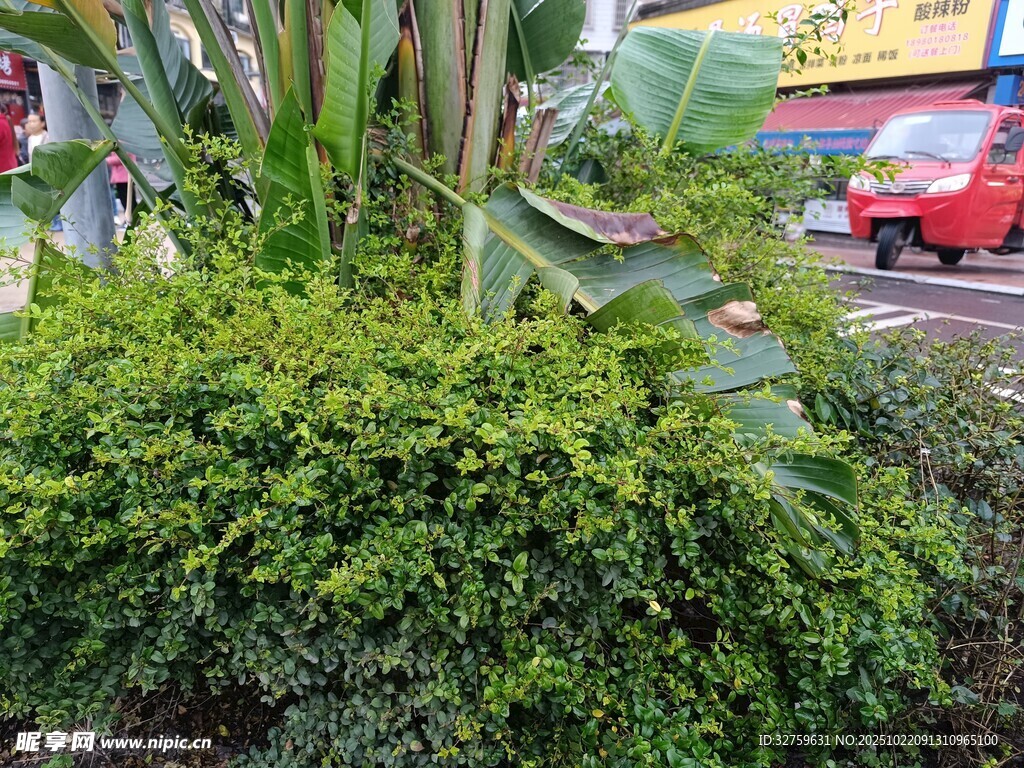 路边繁茂绿植景观