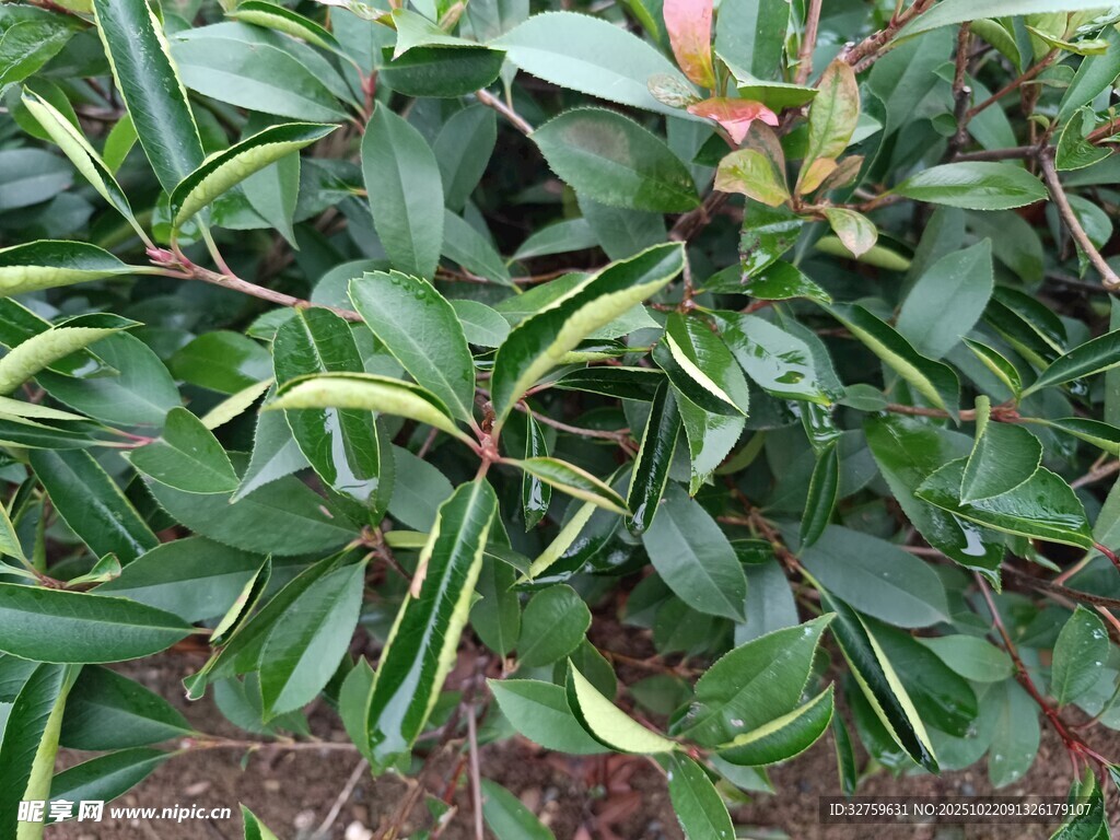 绿叶繁茂的植物景观