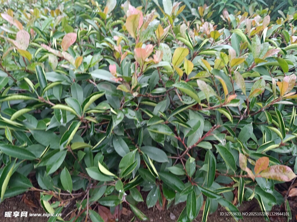 绿叶间的多彩植物景观