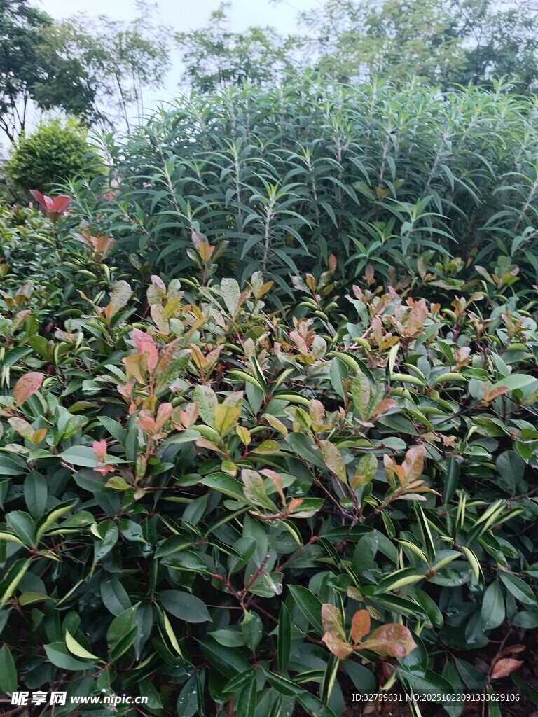 绿叶红边的繁茂植物