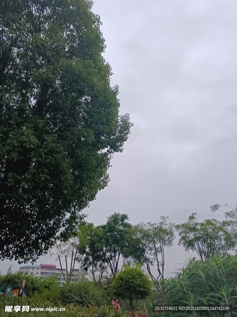 阴天中的葱郁树木景观