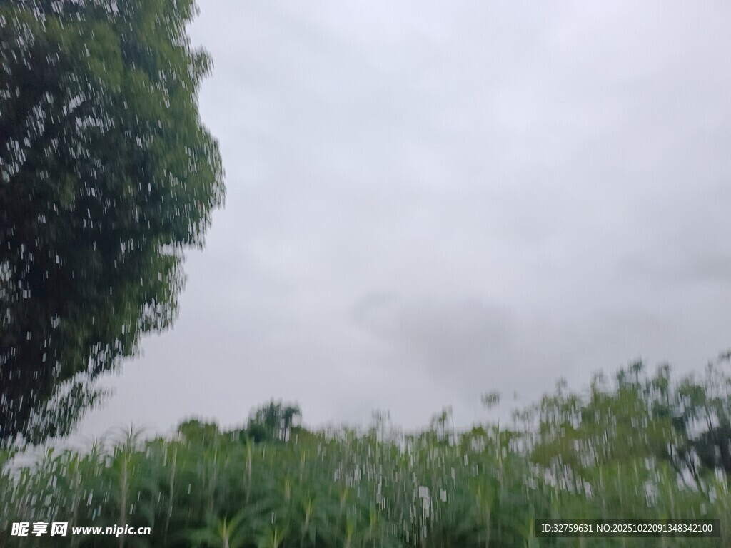阴天中的绿植景观