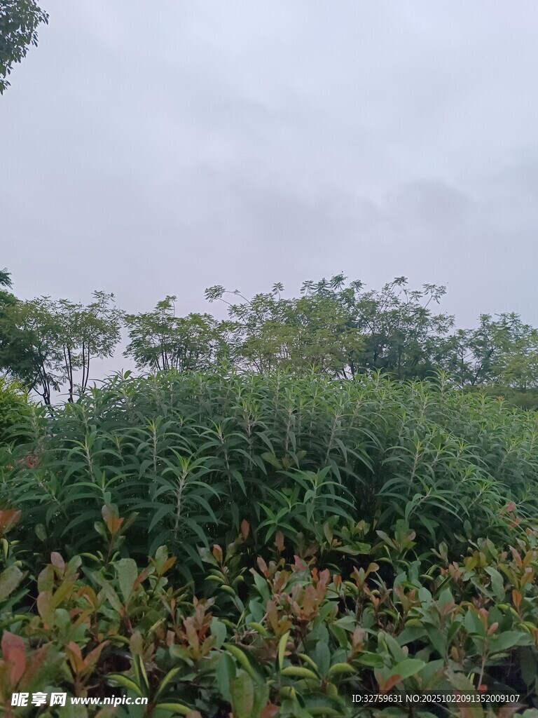 绿意盎然的植物景观