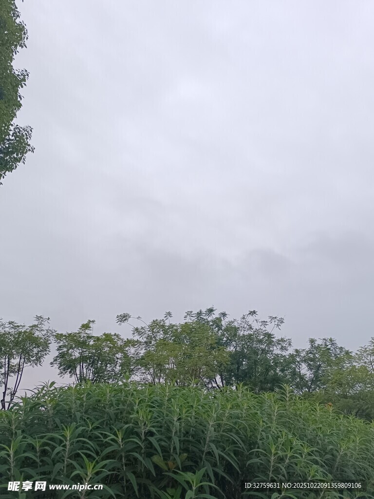 户外绿植与阴沉天空景象