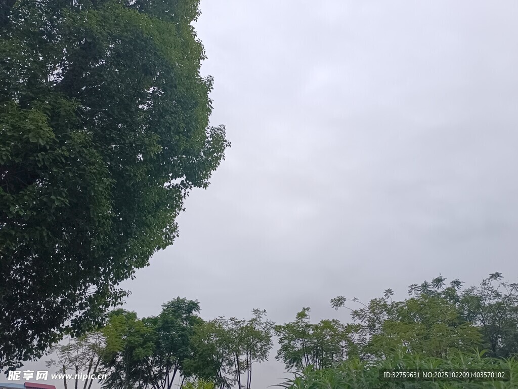 阴天时的绿树景观