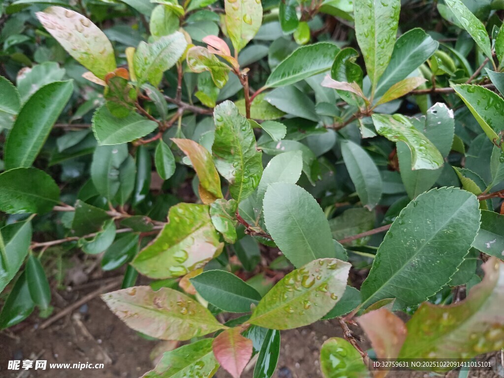绿叶植物特写