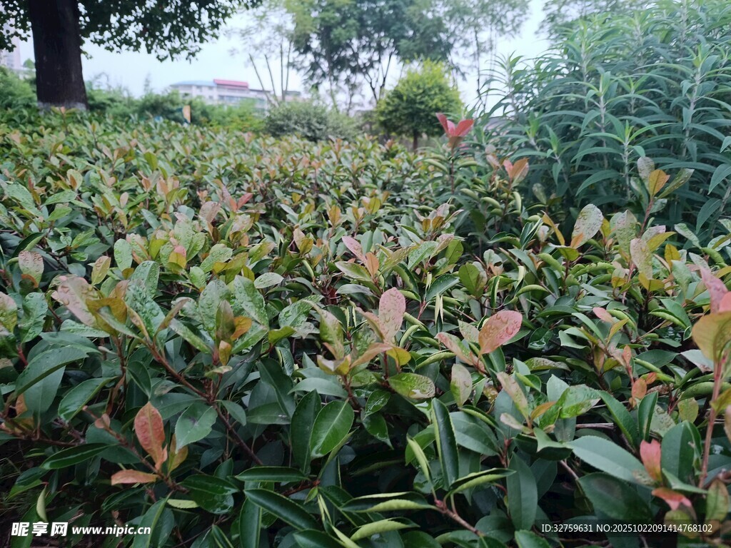 茂密的红叶石楠植物景观