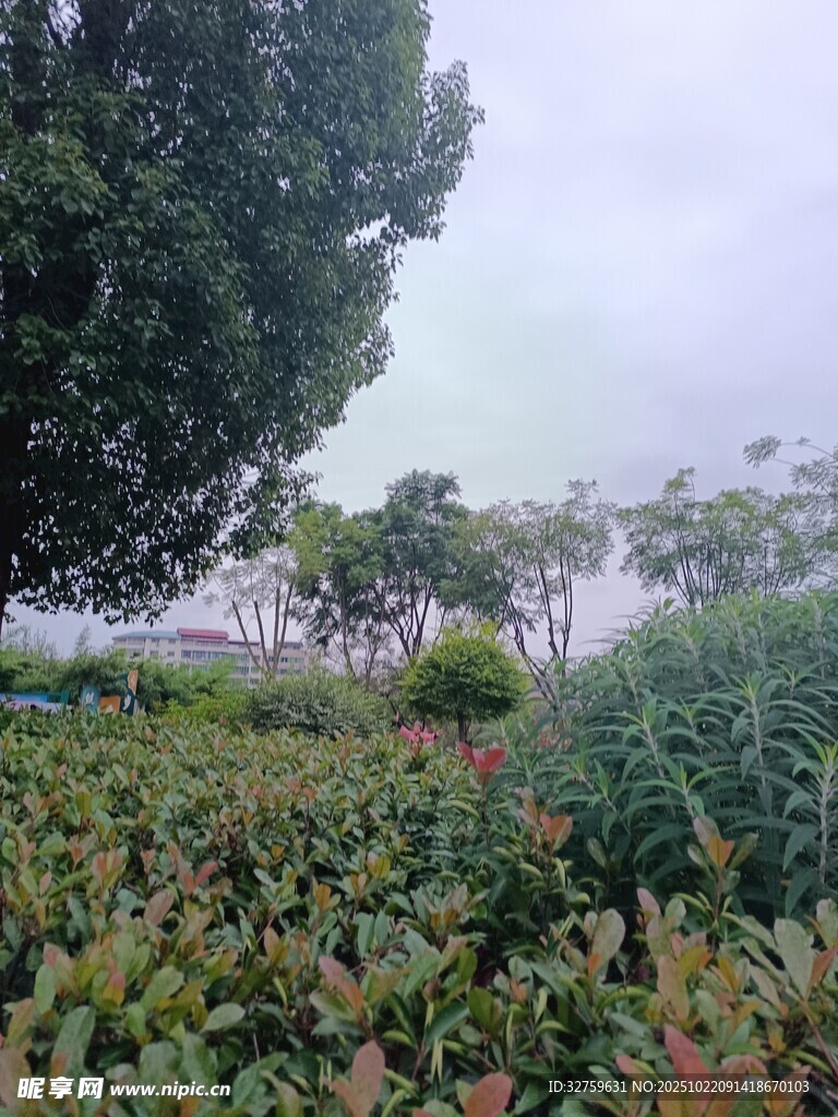 绿意盎然的田园植物景观