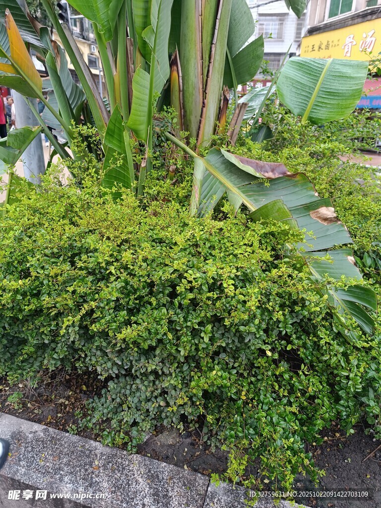 绿意盎然的庭院植物景观