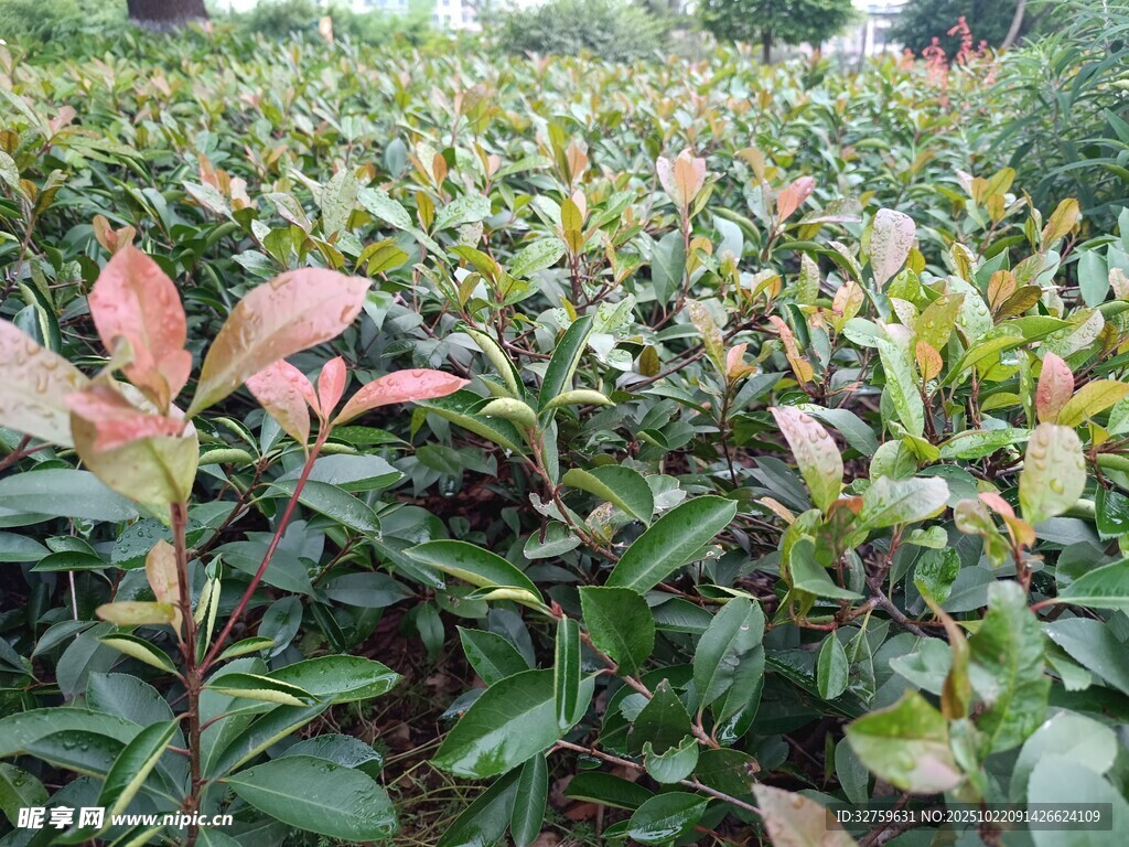 红叶石楠绿植景观