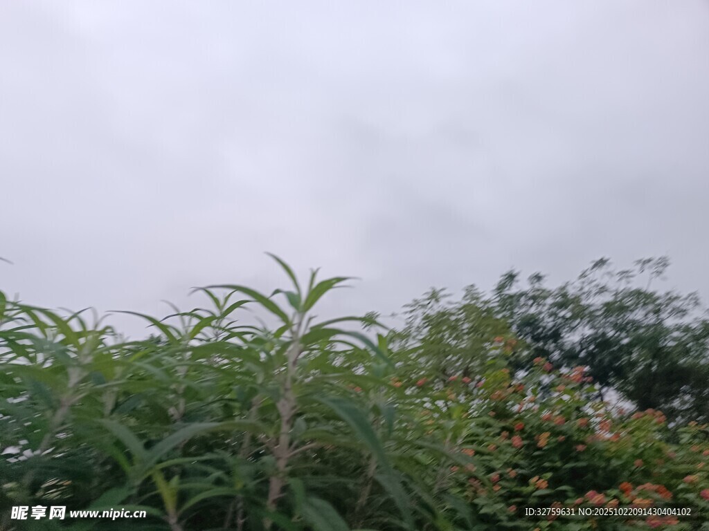阴天中的繁茂绿植