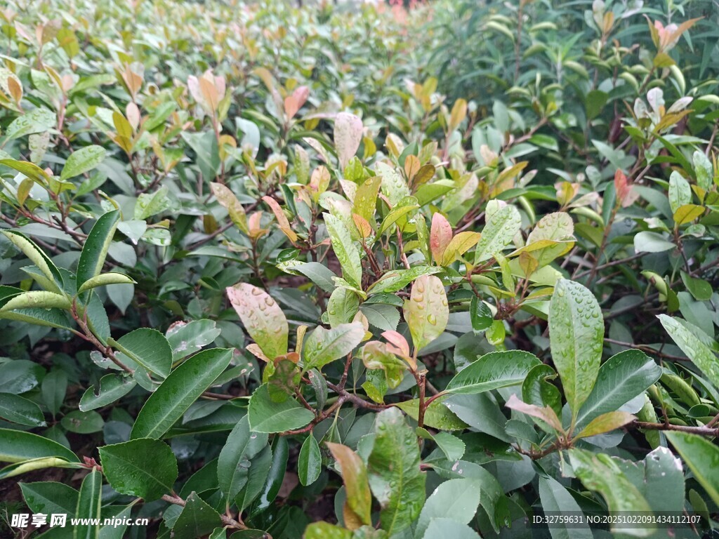 绿叶繁茂的植物景观