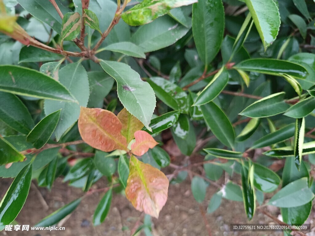 红叶绿叶交织的植物景观