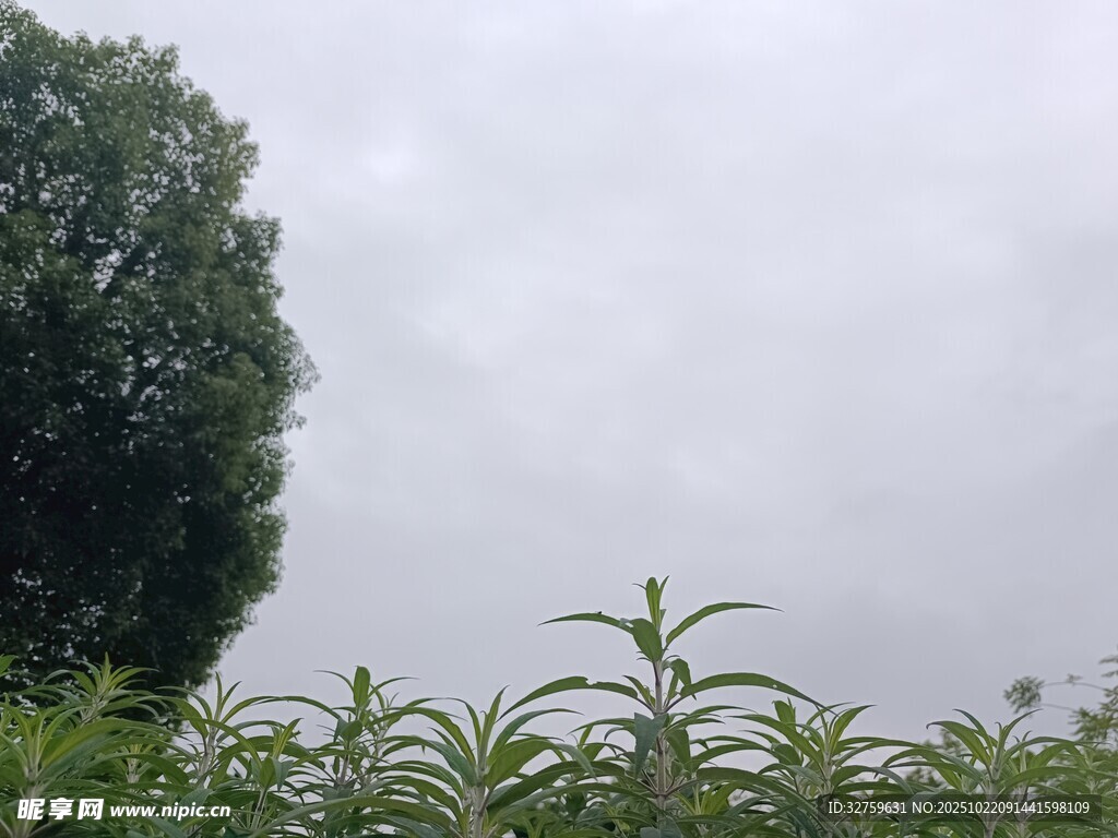 田野绿植与朦胧天空
