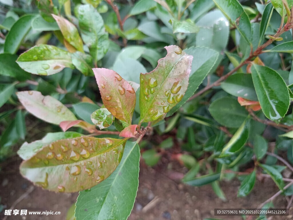 带斑点的绿植叶片特写