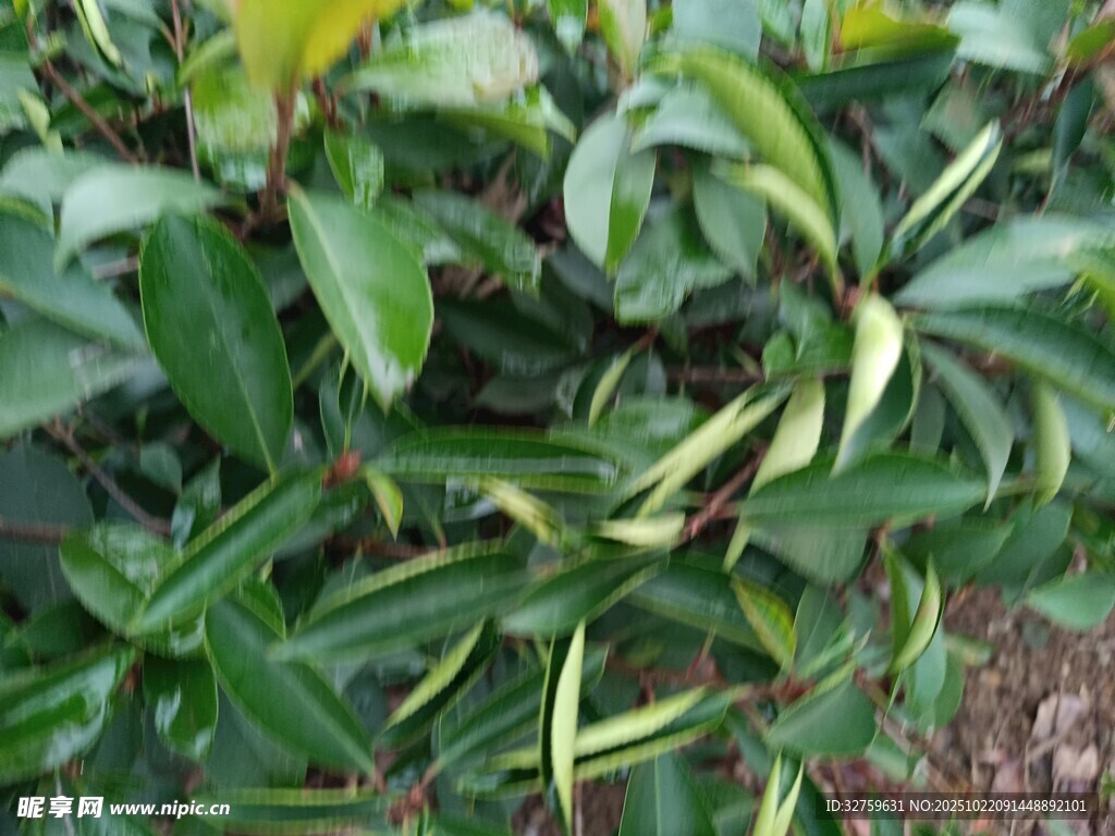 绿叶植物特写