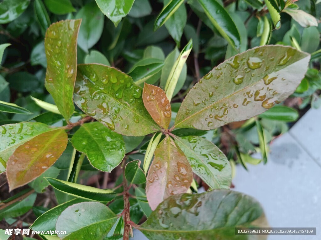 带露珠的多彩叶片