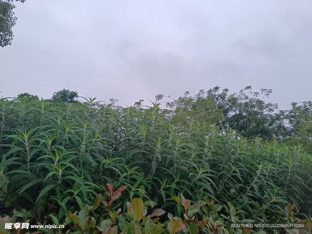 野外繁茂绿植景观