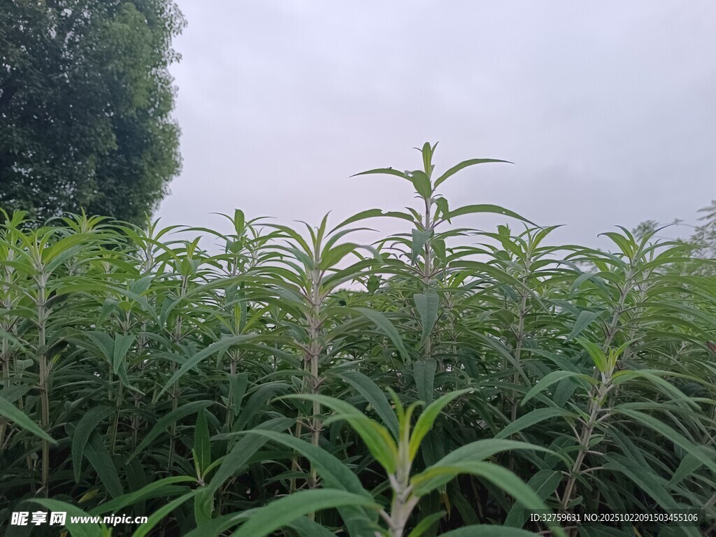田野中的绿色植物景观