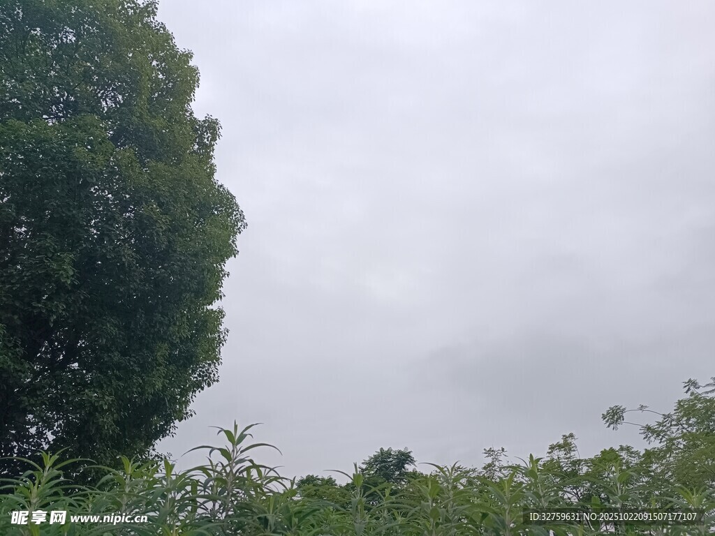 阴天的树林与绿植景观