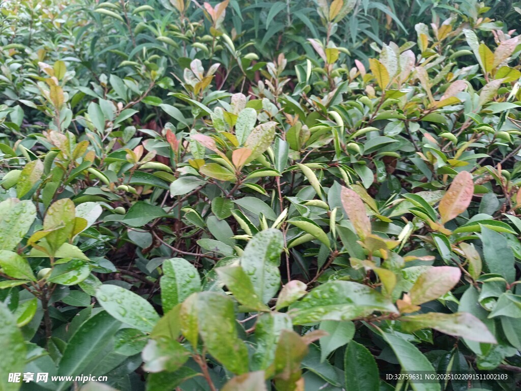 绿叶繁茂的植物景观