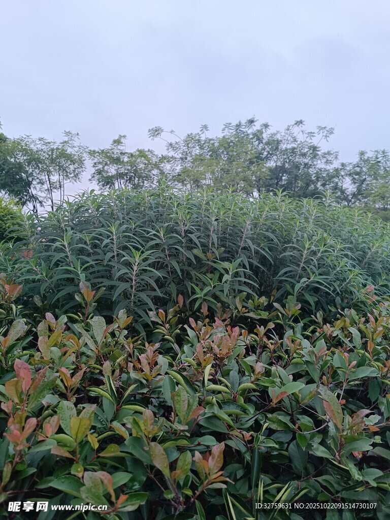 绿意盎然的繁茂植物景观