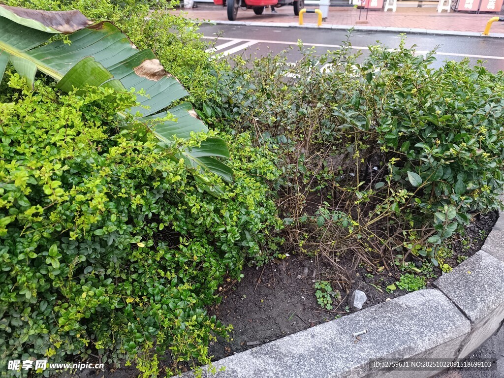 路边绿植景观
