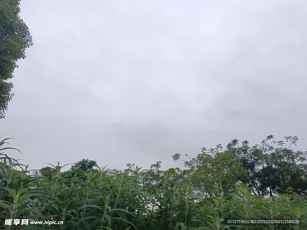 阴天中的繁茂绿植