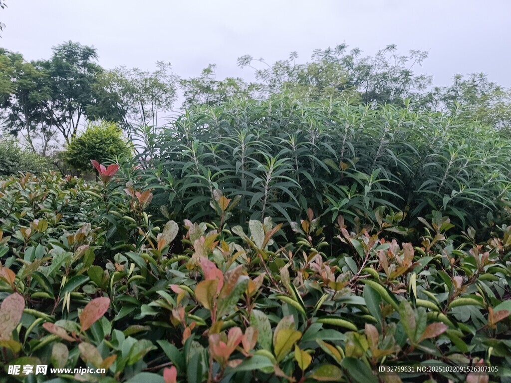 多彩植物景观