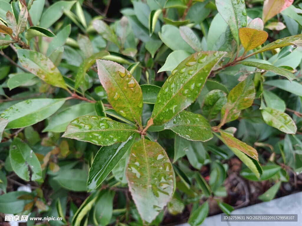 绿叶植物特写