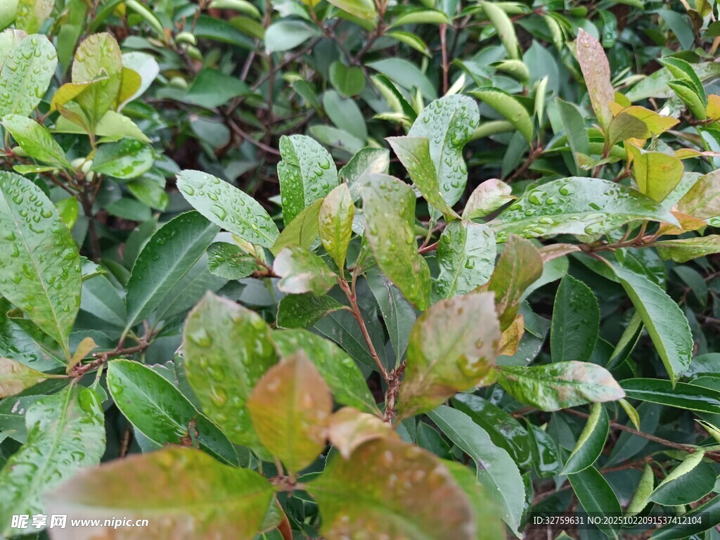 绿叶植物特写
