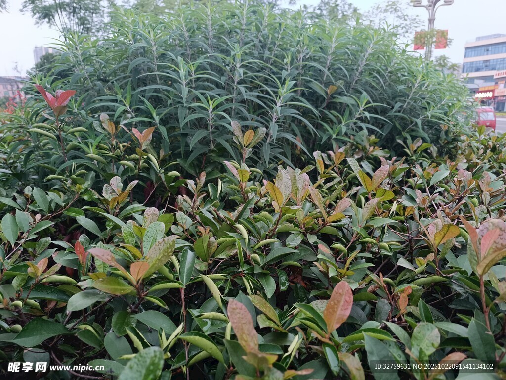 绿叶红边的繁茂植物