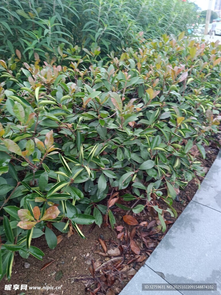 路边多彩灌木丛景观