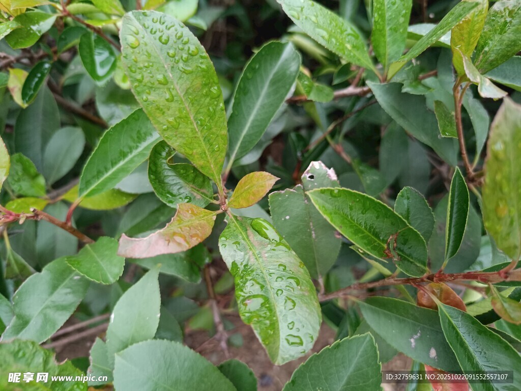 绿叶繁茂的植物景象