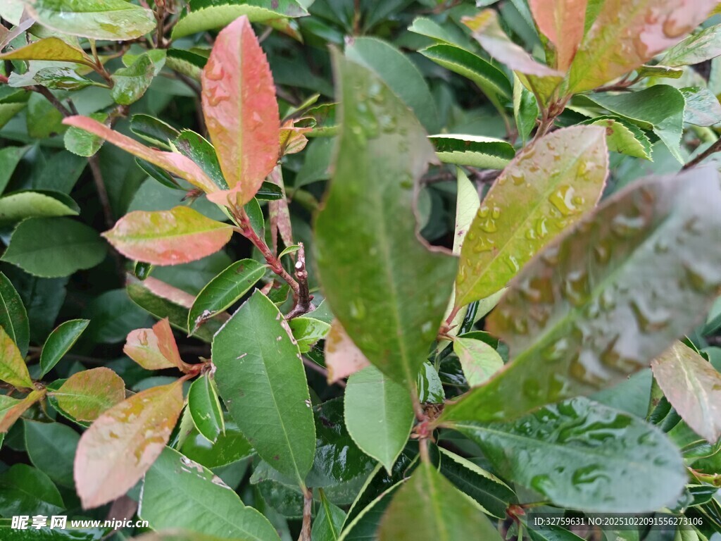 多彩叶片的植物特写
