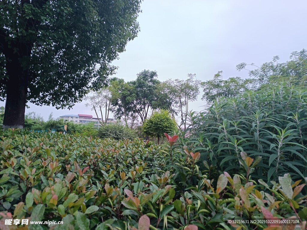 绿意盎然的植物景观