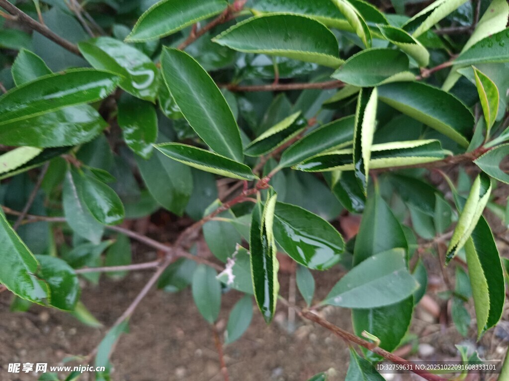 绿叶植物特写
