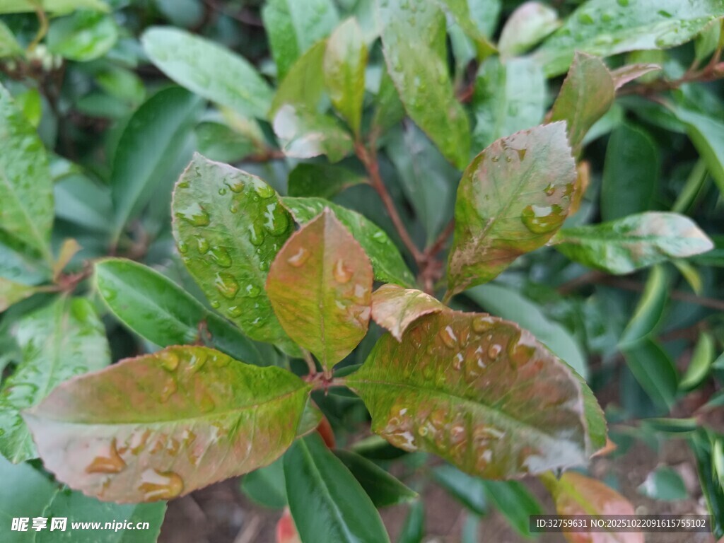 带水珠的多彩植物叶片