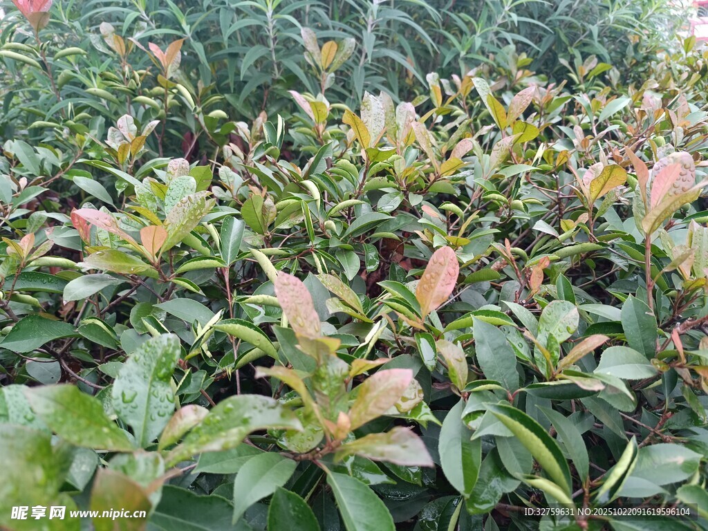 红叶石楠绿植景观