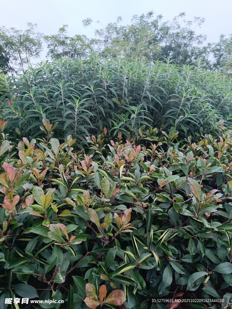 绿叶红梢的繁茂植物