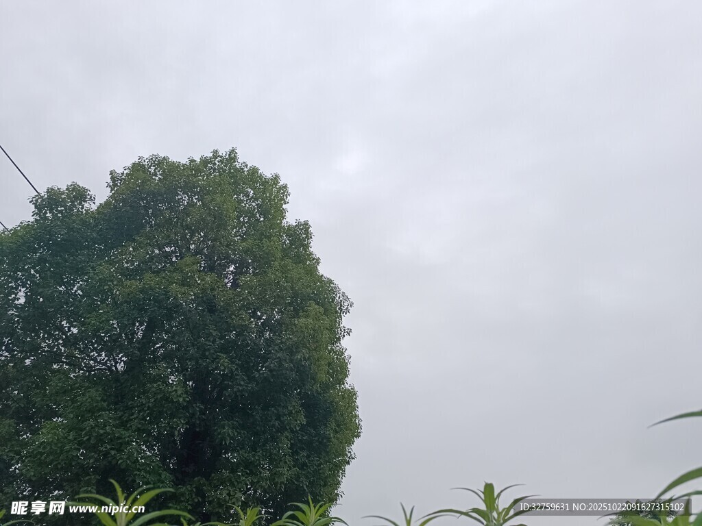 阴天中的葱郁大树