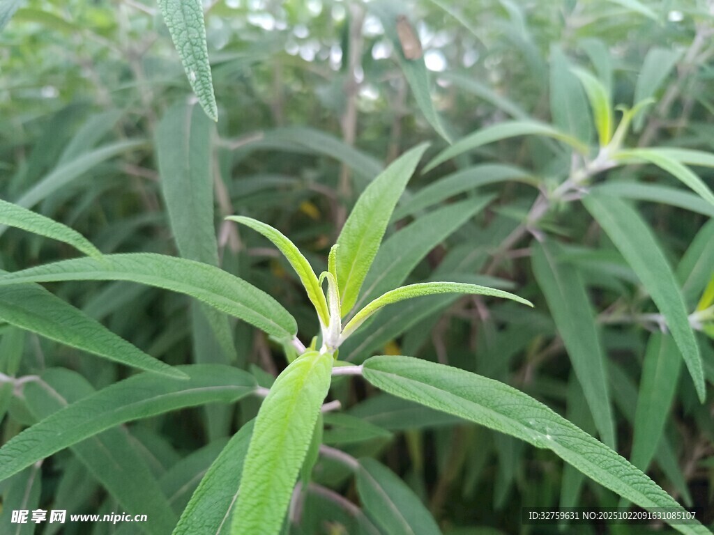 嫩绿枝叶特写