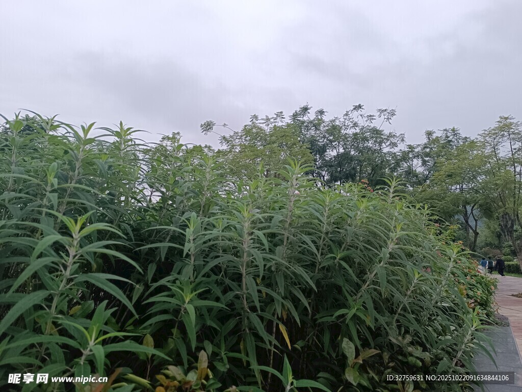 户外繁茂绿植景观