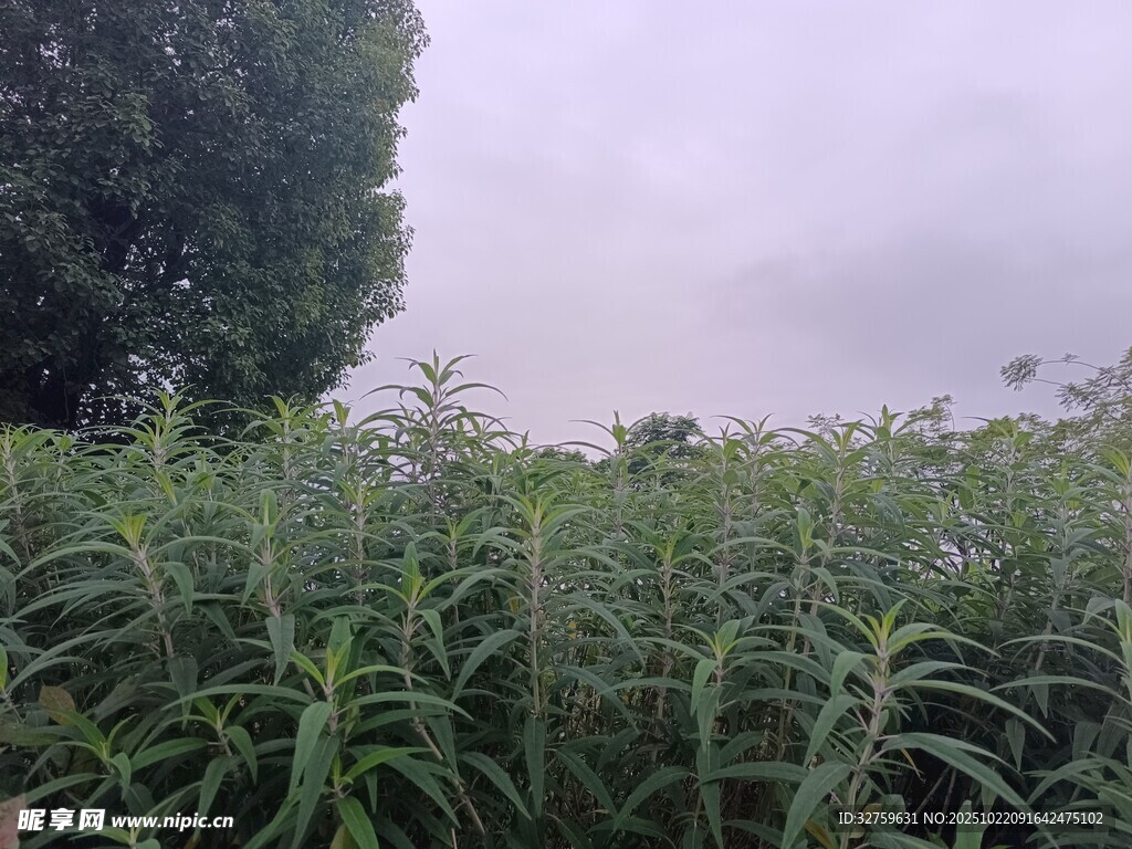 田野中的茂盛绿植