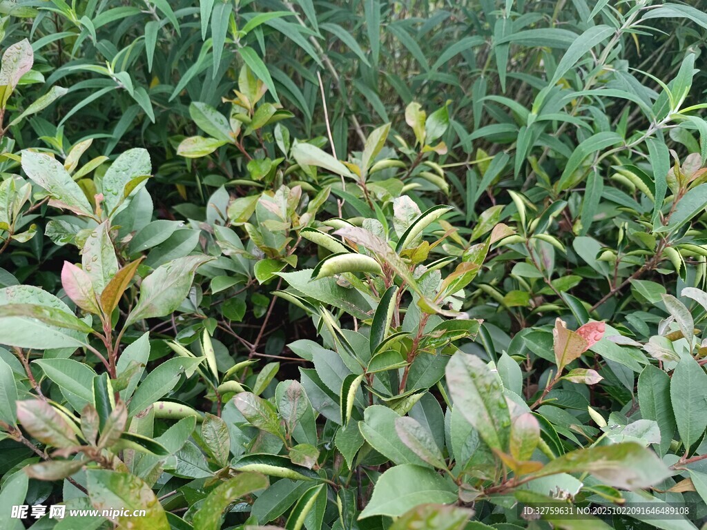 绿叶繁茂的植物景观